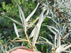 Aceria hippophaena