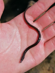 Nerophis lumbriciformis