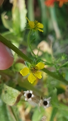 Geum urbanum