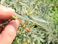 Aceria hippophaena