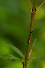 Macremphytus tarsatus