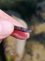 Nerophis lumbriciformis