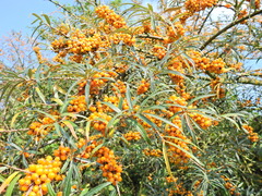 Hippophae rhamnoides