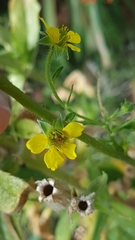 Geum urbanum