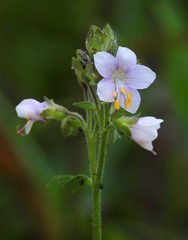Polemonium occidentale occidentale