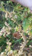 Geum urbanum