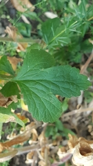 Geum urbanum
