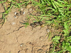 Oryctolagus cuniculus