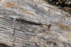 Ischnura cervula
