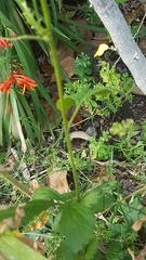 Geum urbanum