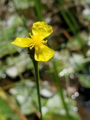 Xyris montana