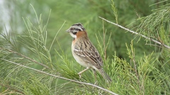 Zonotrichia capensis