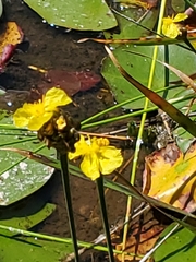 Xyris montana