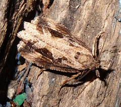 Endothenia quadrimaculana