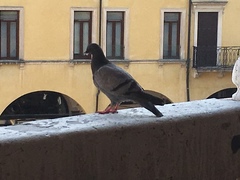 Columba livia domestica