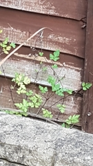 Geranium robertianum