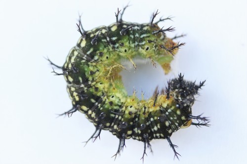 Compton Tortoiseshell