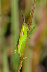 Aptenopedes sphenarioides