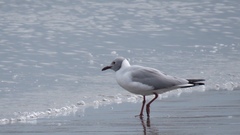 Chroicocephalus cirrocephalus