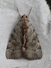 Catocala grynea