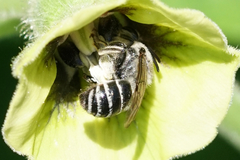Colletes latitarsis