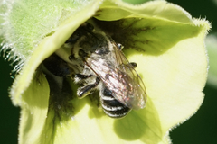 Colletes latitarsis