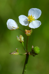 Sagittaria cuneata