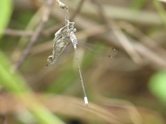 Lestes sigma