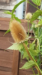 Dipsacus fullonum