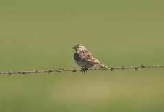 Calcarius ornatus