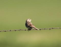 Calcarius ornatus