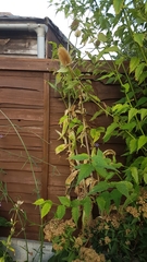Dipsacus fullonum