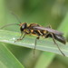 Golden-reined Digger Wasp - Photo (c) John Brush, some rights reserved (CC BY-NC)