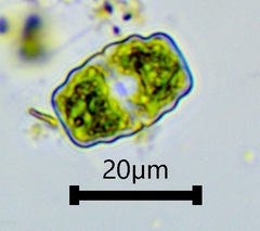 Euastrum luetkemuelleri
