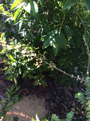 Pachodynerus californicus