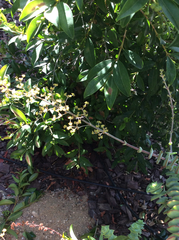 Pachodynerus californicus