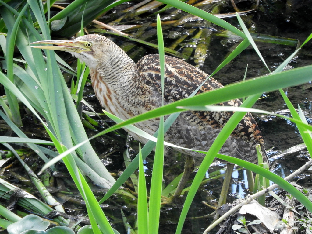 Pinnated Bittern photo