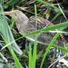Pinnated Bittern - Photo (c) Gonzalo Diaz, some rights reserved (CC BY-NC), uploaded by Gonzalo Diaz
