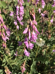 Hedysarum occidentale