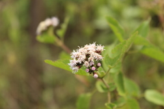 Aristeguietia lamiifolia