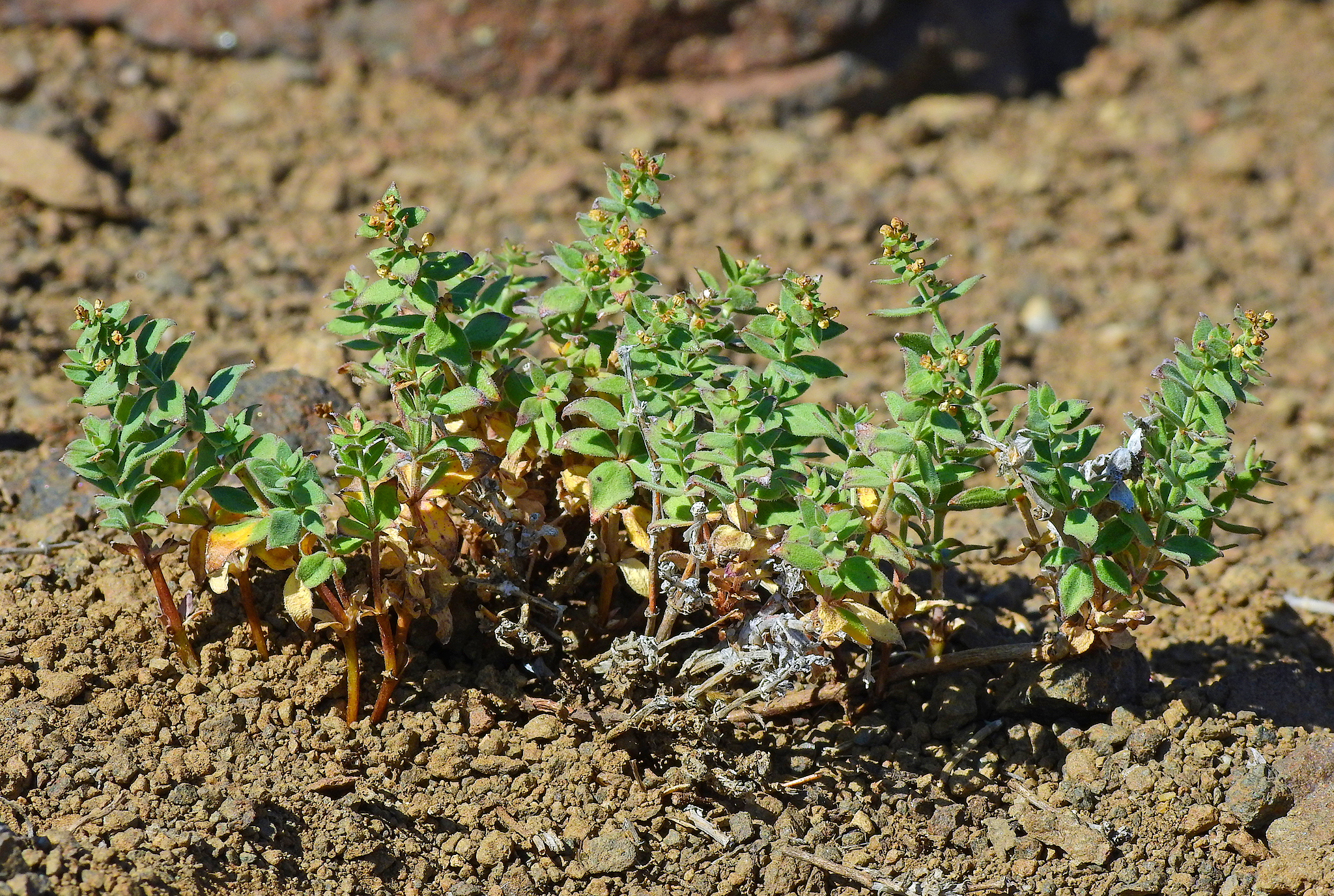 Galium glabrescens ssp. modocense