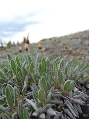 Dryas ajanensis