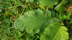 Brassiceae