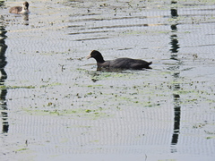 Fulica atra