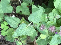 Stachys rigida quercetorum