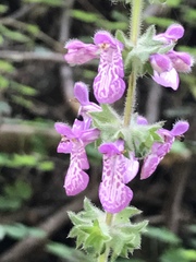 Stachys rigida quercetorum