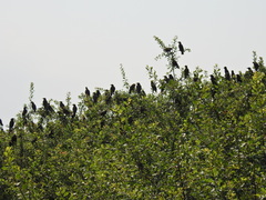 Sturnus vulgaris
