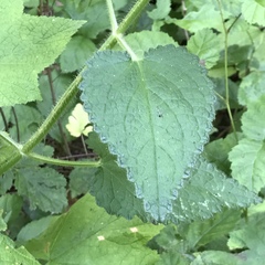 Stachys rigida quercetorum