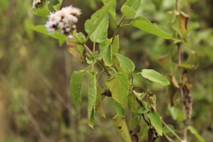 Aristeguietia lamiifolia
