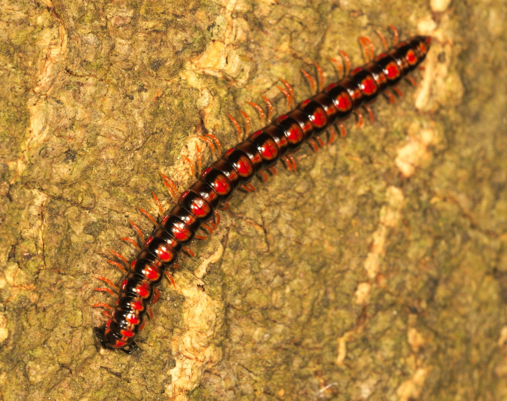 Orange Rosary Millipede